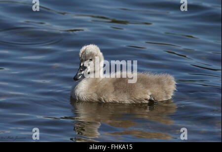 Mute cigno pulcino, Baby Swan Foto Stock