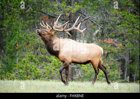 Bull Elk (Cervus elaphus canadensis), montagne rocciose Foto Stock