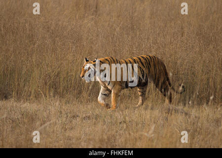 Una tigre del Bengala emerge da erba lunga. Banhavgarh National Park, Madhya Pradesh, India Foto Stock