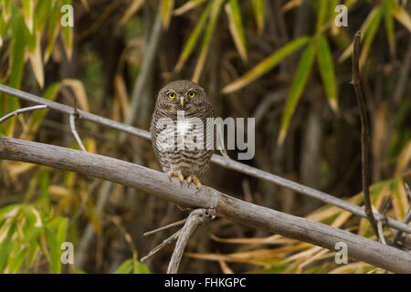 Una giungla Owlet guarda in Bandhavgarh National Park, Madhya Pradesh, India Foto Stock