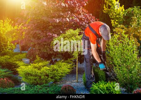 Giardiniere Giardino opere. Giardiniere caucasica al lavoro. Bella giornata d'estate nel giardino Foto Stock