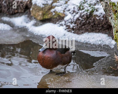 Moretta tabaccata / pochard ferruginosa (Aythya nyroca) maschio in piedi sul ghiaccio del laghetto congelato in inverno Foto Stock