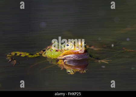 Rana verde / acqua comune / rana rana verde (Pelophylax kl. esculentus / Rana kl. esculenta) nuoto in stagno Foto Stock