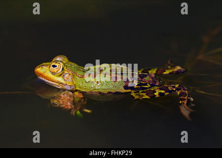 Rana verde / acqua comune / rana rana verde (Pelophylax kl. esculentus / Rana kl. esculenta) nuoto in stagno Foto Stock