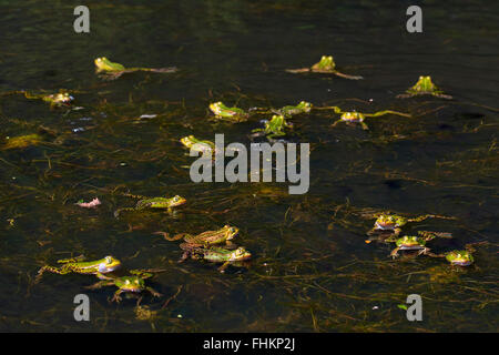 Rane commestibili / rana verde (Pelophylax kl. esculentus / Rana kl. esculenta) gruppo galleggianti in stagno nella stagione degli amori Foto Stock