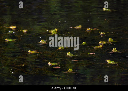 Rane commestibili / rana verde (Pelophylax kl. esculentus / Rana kl. esculenta) gruppo galleggianti in stagno nella stagione degli amori Foto Stock