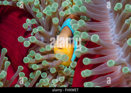 Twobar Anemonefish, Amphiprion bicinctus, Sanganeb, Mar Rosso, Sudan Foto Stock