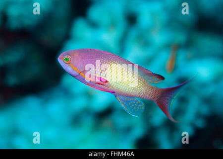 Lyretail maschio Anthias, Pseudanthias squamipinnis, Shaab Rumi, Mar Rosso, Sudan Foto Stock