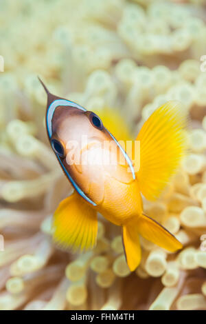 Twobar Anemonefish, Amphiprion bicinctus, Shaab Rumi, Mar Rosso, Sudan Foto Stock