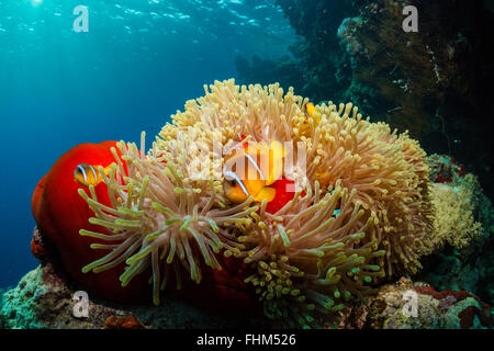 Twobar Anemonefish, Amphiprion bicinctus, Shaab Rumi, Mar Rosso, Sudan Foto Stock