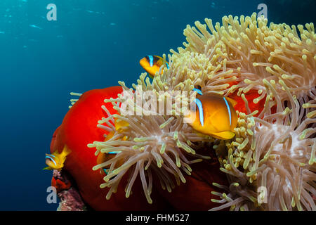 Twobar Anemonefish, Amphiprion bicinctus, Shaab Rumi, Mar Rosso, Sudan Foto Stock