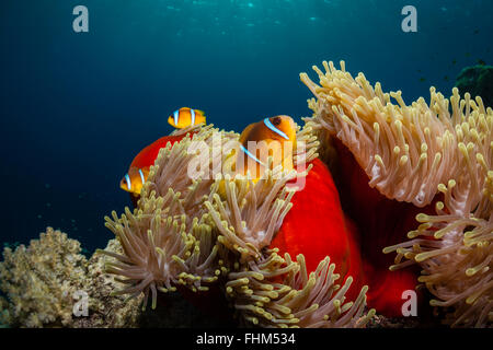 Twobar Anemonefish, Amphiprion bicinctus, Shaab Rumi, Mar Rosso, Sudan Foto Stock