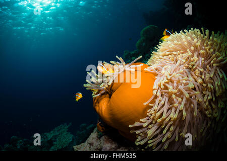 Twobar Anemonefish, Amphiprion bicinctus, Shaab Rumi, Mar Rosso, Sudan Foto Stock