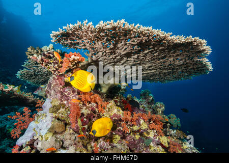 Butterflyfish mascherato sotto la tabella del corallo, Chaetodon semilarvatus, Shaab Rumi, Mar Rosso, Sudan Foto Stock