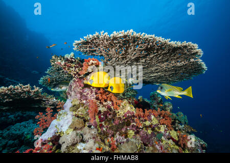 Butterflyfish mascherato sotto la tabella del corallo, Chaetodon semilarvatus, Shaab Rumi, Mar Rosso, Sudan Foto Stock