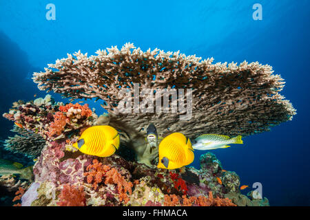 Butterflyfish mascherato sotto la tabella del corallo, Chaetodon semilarvatus, Shaab Rumi, Mar Rosso, Sudan Foto Stock