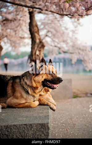 Cani osservare il tramonto al bacino di marea Foto Stock