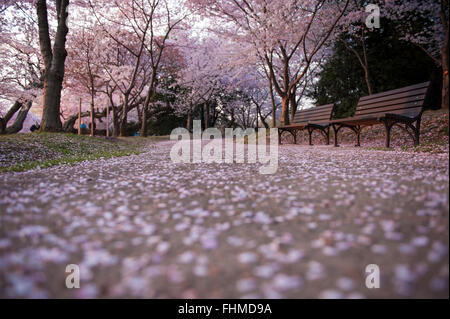 Banchi vuoti con fiori di ciliegio, Washington DC Foto Stock