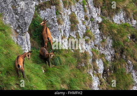 Il camoscio in habitat naturali Foto Stock