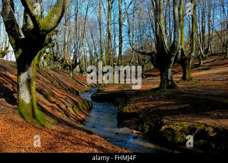 Foto realizzata nella famosa foresta di faggio Otzarreta un bellissimo ambiente entro la natura Foto Stock