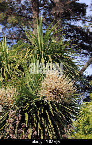 Cavolo cappuccio albero in fiore Foto Stock