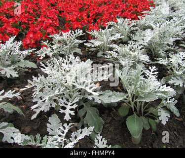 Jacobeae maritima, argento erba tossica o polverosa Miller, un attraente argento lasciava in pianta, con uno sfondo di rosso begonie. Foto Stock