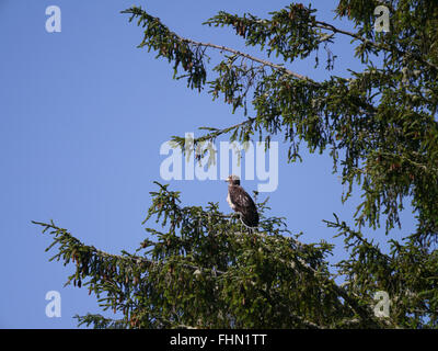 I capretti aquila appollaiato su albero sempreverde ramo esaminando la distanza Foto Stock