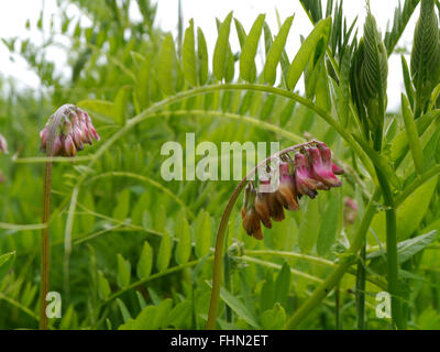 Cuore di spurgo blossom pronto per aprire in primavera Foto Stock