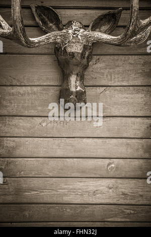 Le corna di alce trofeo su parete in legno con spazio di copia Foto Stock