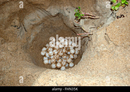 Tartaruga di mare nido uovo sepolto a Itaunas spiaggia prima di sunrise, Espirito Santo, Brasile Foto Stock