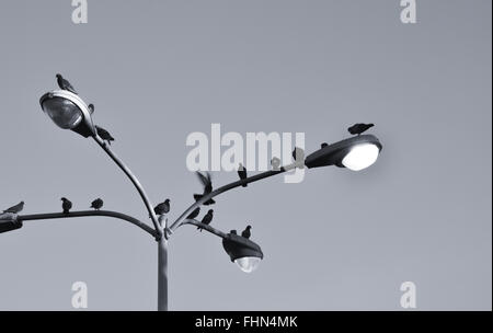 Gli uccelli seduto sulla strada lampada Foto Stock
