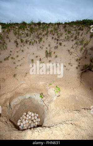 Tartaruga di mare nido uovo sepolto a Itaunas spiaggia prima di sunrise, Espirito Santo, Brasile Foto Stock