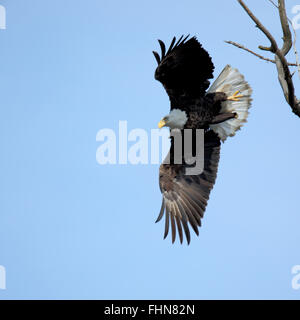 Aquila calva decollare da un ramo Foto Stock