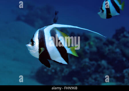 Pennant bannerfish o coralfish, Heniochus acuminatus, Eilat, Mar Rosso, Israele Foto Stock