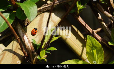 Coccinella sulla recinzione in tra piante verdi Foto Stock