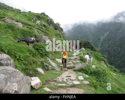 Gite turistiche a triund da McLeod Ganj due cavalli stand su entrambi i lati delle colline del piede delle montagne dell Himalaya su entrambi i lati Foto Stock