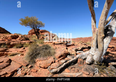 King Canyon, il Territorio del Nord, l'Australia Foto Stock