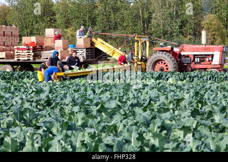 Lavoratori agricoli che cavolo di raccolta " Brassica oleracea', Trattore Internazionale tirando il convogliatore e rimorchio. Foto Stock