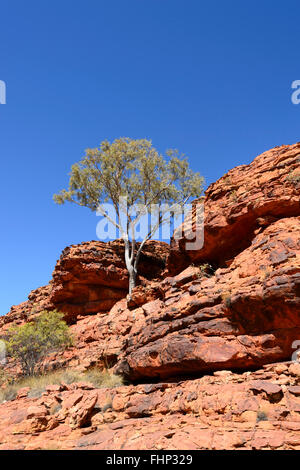 King Canyon, il Territorio del Nord, l'Australia Foto Stock