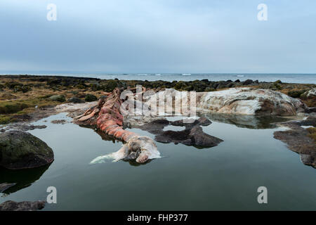 vertebra di balena Foto Stock