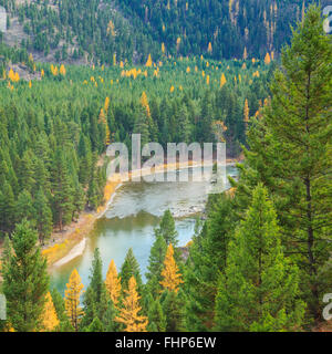 Colori autunnali di larice lungo il blackfoot in prossimità del fiume Potomac, montana Foto Stock