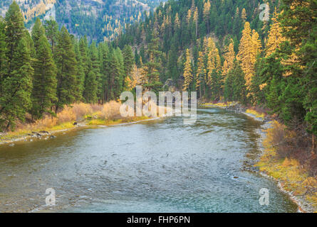 Colori autunnali di larice lungo il fiume blackfoot in whitaker ponte di accesso di pesca vicino a potomac, montana Foto Stock