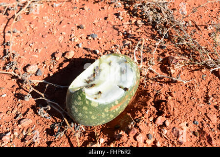 Il melone di risone mangiata dagli animali (Cucumis myriocarpus), il Territorio del Nord, l'Australia Foto Stock