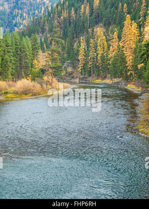 Colori autunnali di larice lungo il fiume blackfoot in whitaker ponte di accesso di pesca vicino a potomac, montana Foto Stock