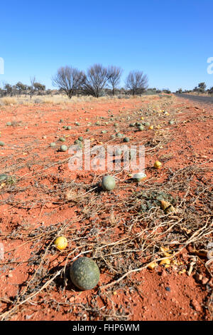 Paddy Meloni (Cucumis myriocarpus), il Territorio del Nord, l'Australia Foto Stock