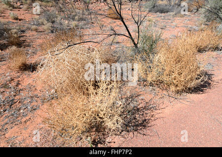 Vegetazione nel deserto, Territorio del Nord, l'Australia Foto Stock