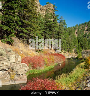 I colori dell'autunno lungo il Po' di ficodindia creek in Wolf Creek Canyon vicino a Helena, Montana Foto Stock