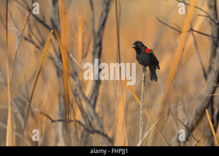 Chiamando maschio rosso-winged Blackbird, (Agelaius phoeniceus), Bosque del Apache National Wildlife Refuge, nuovo Messico, Stati Uniti d'America. Foto Stock