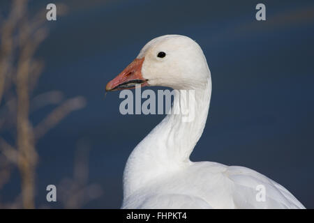 Neve, d'oca (Chen caerulescens), Bosque del Apache National Wildlife Refuge, nuovo Messico, Stati Uniti d'America. Foto Stock