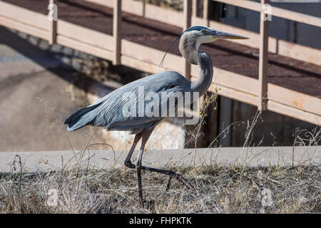 Airone blu, (Ardea erodiade), Bosque del Apache National Wildlife Refuge, nuovo Messico, Stati Uniti d'America. Foto Stock